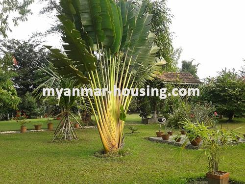 Myanmar real estate - for sale property - No.2294 - Hotel design decorated by teak near Golf stadium! - View of the well-decorated garden.