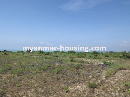မြန်မာအိမ်ခြံမြေ -ခြံမြေနှင့် စက်ရုံဆက်စပ် ပိုင်ဆိုင်မှုများ property - No.1102 - Good for doing  hotel in Kyauk Phyu ! - view of the wide land
