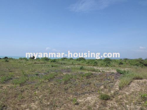 ミャンマー不動産  - 土地物件 - No.1102 - Good for doing  hotel in Kyauk Phyu ! - view of the wide land