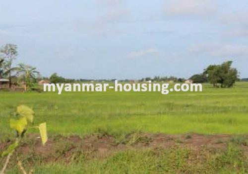 缅甸房地产 - 土地物件 - No.1844 - Dala land near central Yangon - view of the land