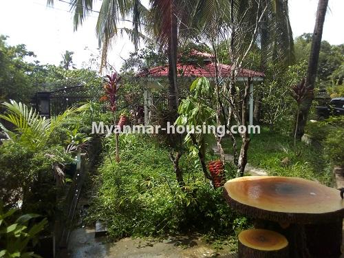 缅甸房地产 - 出租物件 - No.3979 - Landed house for rent in Mingalardon Twonship. - compound yard view