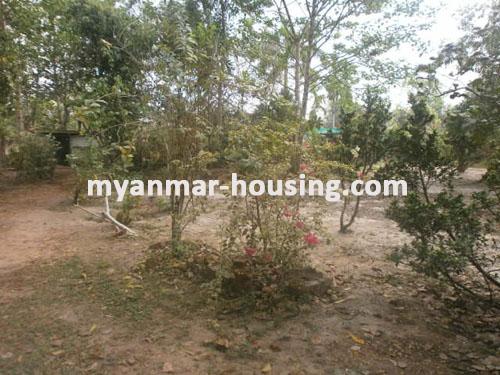 Myanmar real estate - for sale property - No.1121 - Good for live and do business , wide land in Mingaladon ! - garden
