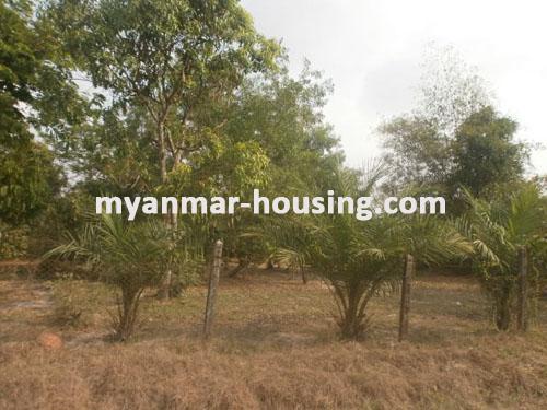 Myanmar real estate - for sale property - No.1121 - Good for live and do business , wide land in Mingaladon ! - garden